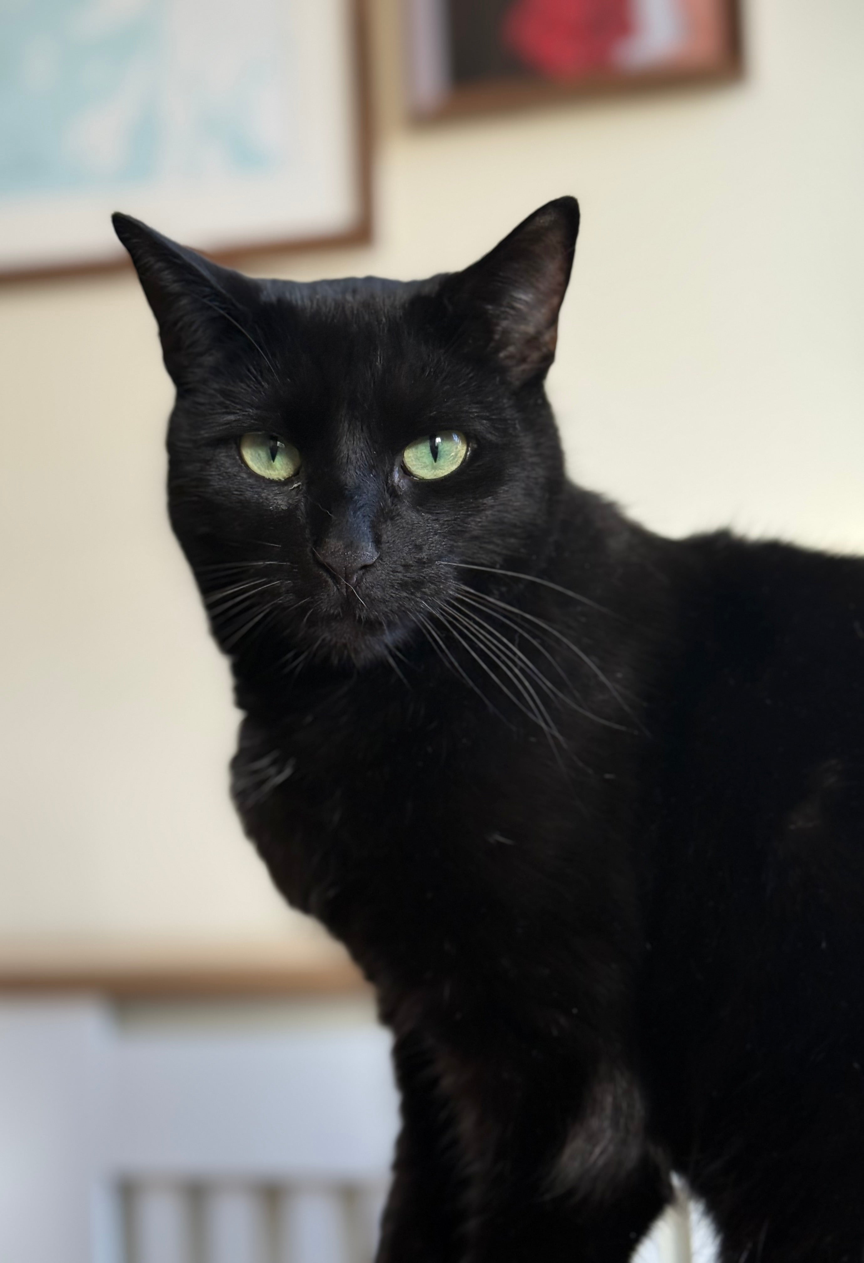 📚Chapter four  - Sharing your home with pets and home fragrance